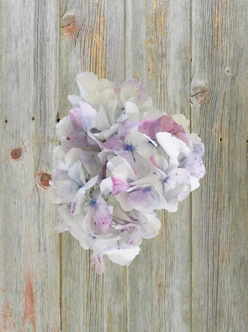 BIG PETAL ROSE WHITE-PINK BICOLOR HYDRANGEAS